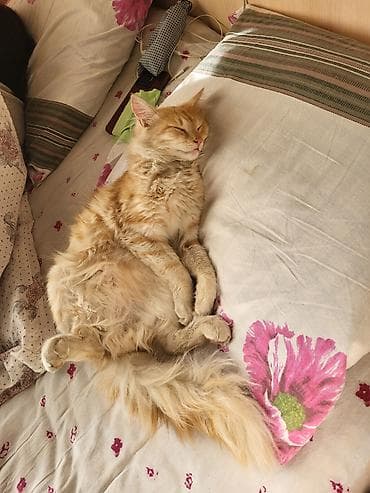 Мышык бекер берилет: Породасыз, 1 жаш, Эркек, Лотокко барууга үйрөтүлгөн — 3