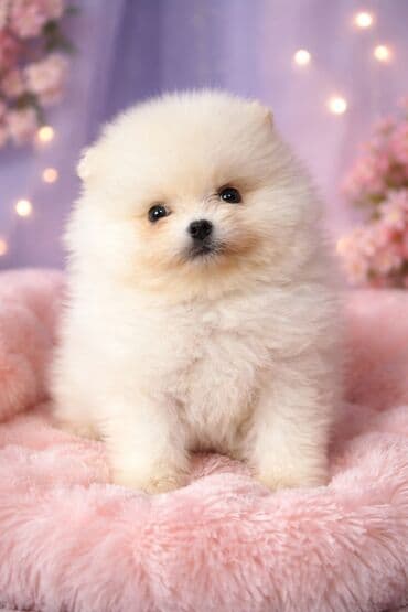 продаю спаниель: Шпиц ЩЕНКИ ПОД БРОНИРОВАНИЕродились 11 декабря 2025, есть разные — 3