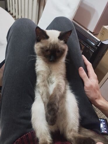 игрушки для мальчиков в бишкеке: Сиамская, 6 месяцев, Девочка, Приучена к лотку — 2