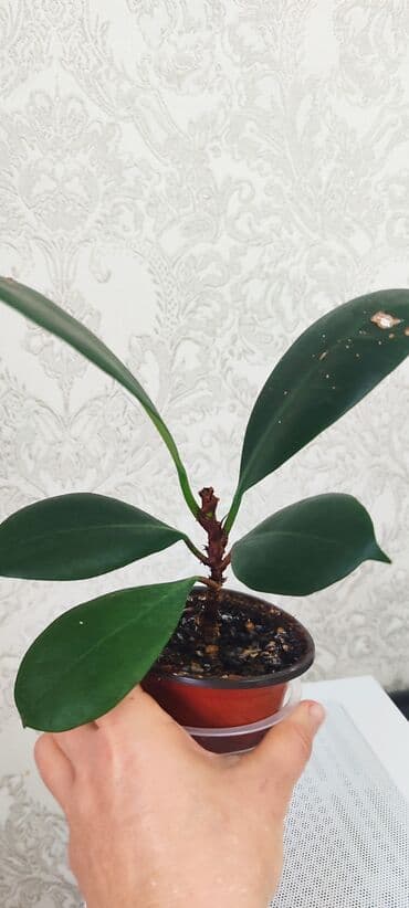 семена павловния купить в бишкеке: Зефирантес розовый 150 сом (3-4 луковицы в стакане) - ул.7 апреля 2/7 — 18