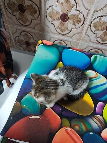 новорожденный котенок: Кошка даром: Беспородная, Мальчик — 4
