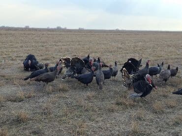 домик для кур: Продаю | Индюшка (самка), Индюшата | Черный принц, Северокавказская | На забой, Для разведения | Племенные — 20