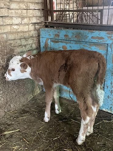 корова с теленкам: Продаю | Тёлка | Полукровка, Монбельярд | Для разведения, Для молока | Искусственник — 3