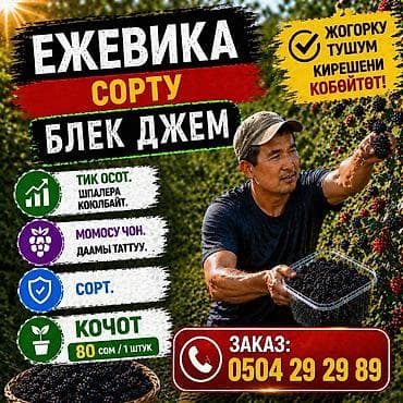 Ежевика сорта Блек Джем — саженцы - Тип роста: пряморослый, не