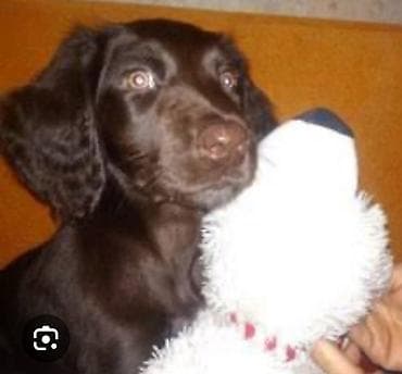 доберман собаки: Курцхаар/легавая для охоты на пернатую дичь. 3 мес.девочка. - Порода — 2