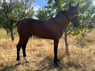 отдам породистую собаку в хорошие руки: Продаю | Жеребец — 3