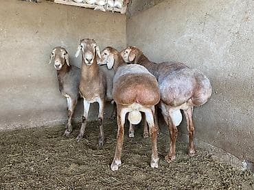 Баран, овца: Продаю | Баран (самец) — 4