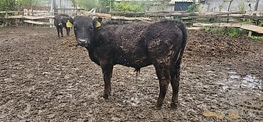 монгол ат: Продаю | Бык (самец) | Алатауская, Абердин-ангус | На откорм, Для разведения — 4