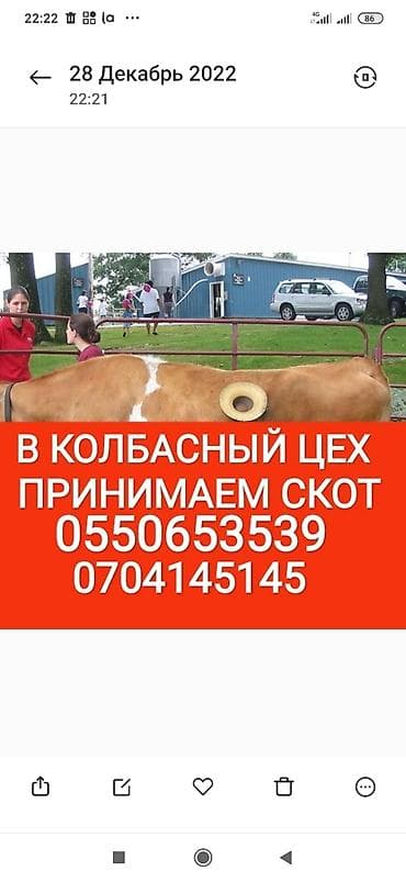 Частное лицо, Колбасный цех : Коровы, быки, Лошади, кони, Другие с/х животные, | Круглосуточно, Любое состояние, Забитый at lalafo.kg Частное лицо, Колбасный цех : Коровы, быки, Лошади, кони, Другие с/х животные, | Круглосуточно, Любое состояние, Забитый