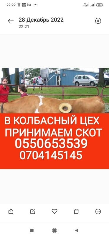 продам козу дойную: Куплю | Коровы, быки, Лошади, кони, Другие с/х животные | Круглосуточно, Любое состояние, Забитый — 1