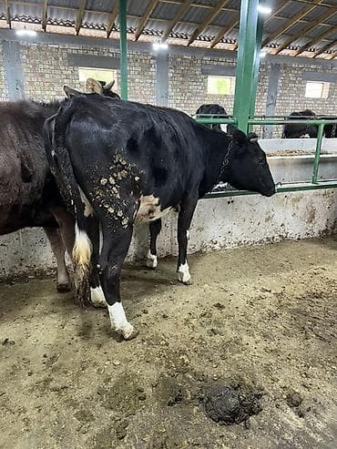 бенгальская кошка цена бишкек: Продаю | Корова (самка) | Алатауская | Для молока | Привязанные — 4