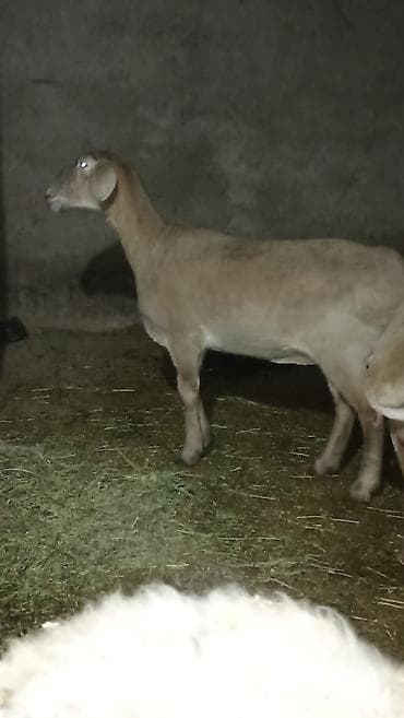 вязка ош кошек: Продаю | Баран (самец) | Полукровка | Для разведения — 5