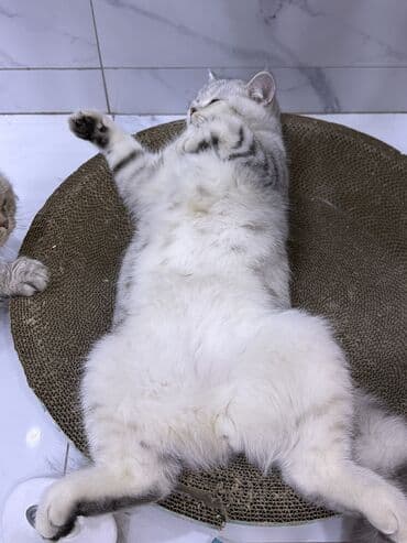 себе: Британская короткошёрстная кошка, окрас серебристый табби (black — 9