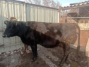 кошки шотланские: Продаю | Корова (самка) | Для молока | Привязанные — 2