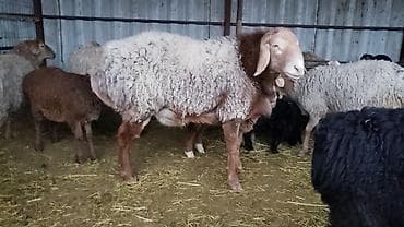 таксы собака: Продаю | Баран (самец) | Арашан | Для разведения | Осеменитель — 1