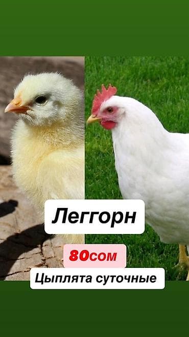 Продаю | Цыплята | Леггорн | Для разведения