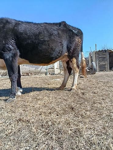 Куры, петухи: Продаю | Корова (самка) | Голштин | Для молока | Стельные — 4