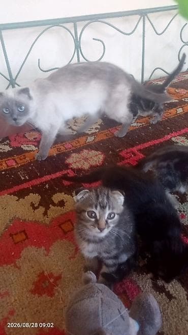 кошки маленькие: Шотландские вислоухие котята - Окрас: один котёнок чёрный, второй — — 8