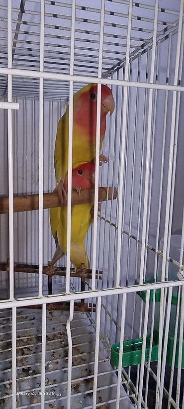 Животные: Продам Попугаи неразлучники, окраса лютино с красной маской (желтое — 7