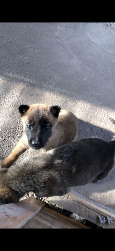 отдам в добрые руки котенка: Бельгийская овчарка, 1 месяц, Самец — 1