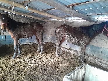 Собаки: Продаю | Кобыла (самка) | Полукровка — 4