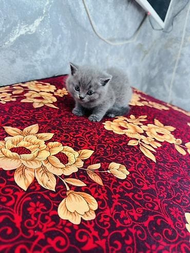 перья: Британский короткошёрстный котёнок, окрас голубой (solid blue). Месяц — 2