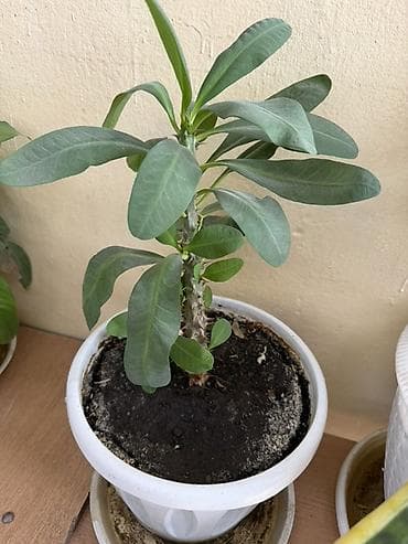 растения в офис: Комнатные растения в декоративных горшках 1) Драцена (вероятно — 10