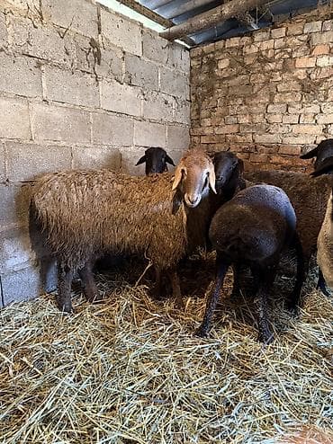 продажа овец: Продаю | Овца (самка) | На забой, Для разведения | Кастрированные, Матка — 3