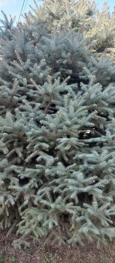 пляжный зонтик цена: Голубой ель высота примерно 5 или 6 метров — 3