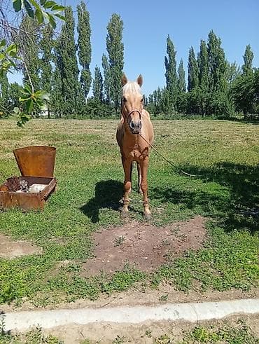 жеребцы: Продаю | Конь (самец), Жеребец, Жеребенок — 3