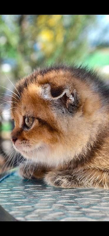 вызов ветеринара: Скотиш Фолд (Шотландская вислоухая), 1 месяц, Мальчик, Золотая шиншилла, Приучена к лотку — 2