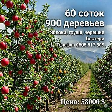 кизыл кия: Питомник растений, 60 соток, Действующий — 1