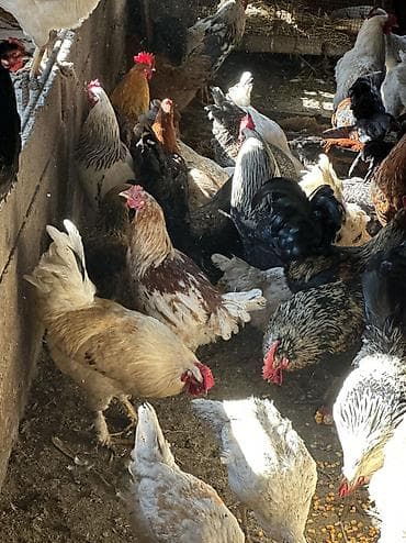 чөп сатылат: Сатам | Тооктор, Короздор | Үй, Кучинская | Союуга, Көбөйтүү үчүн, Жумуртка туудуруу үчүн — 6