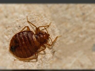 сдаю дом в бишкеке: Дезинфекция, дезинсекция, | Клопы, Блохи, Тараканы, | Транспорт, Офисы, Квартиры — 2