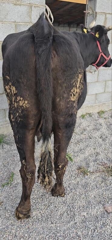 сколько стоит собака породы корги: Продаю | Корова (самка), Бык (самец), Тёлка | Полукровка, Алатауская | Для разведения, Для молока | Стельные — 9