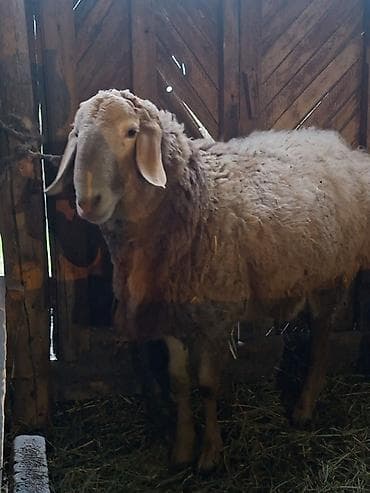 сөөл жан: Сатам | Ургаачы кой (ургаачы) | Арашан | Көбөйтүү үчүн — 3