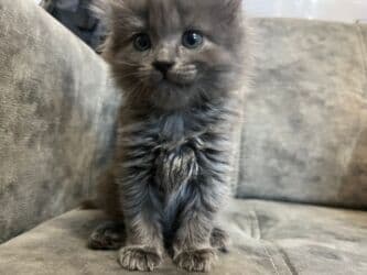 британская короткошёрстная кошка цена: Скотиш Страйт (Шотландская прямоухая), 1 месяц, Девочка, Серый, Метис, Приучена к лотку — 5