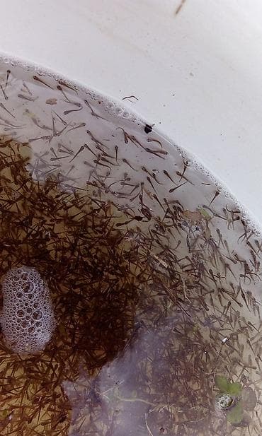 малек толстолобика купить: Личинка "карпа" "амура" и "толстолоба" начало работ с 5мая! — 2