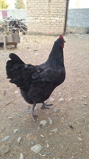 кой сатылат кара балта: Сатам | Тооктор | Көбөйтүү үчүн — 2