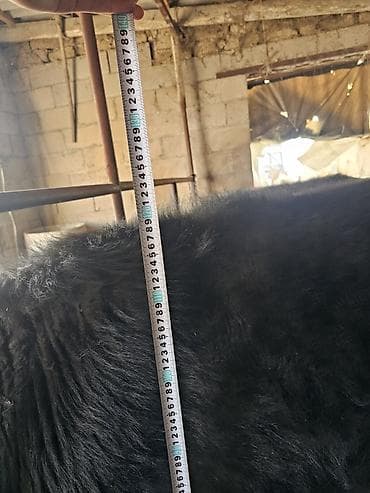 блек жем: Продаю | Бык (самец) | Абердин-ангус | На откорм | Привязанные — 3