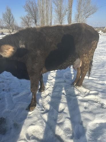 Продаю | Корова (самка) | Алатауская
