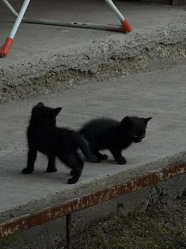 фри пир: Очаровательные котята - Окрас: один полностью чёрный; двое — 6