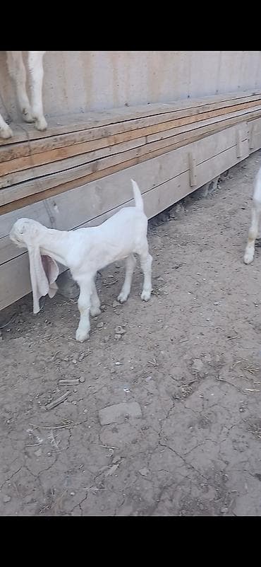 токмок котята: Сатам | Улак | Камори | Көбөйтүү үчүн, Сүт алуу үчүн | Асыл тукумдуу, Жасалма жол менен боозутуу — 7