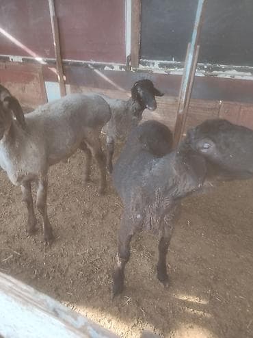 кара кон: Продаю | Ягненок | Эдильбаевская | Для разведения | Племенные — 2