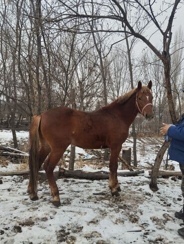 далматинец купить: Продаю | Жеребец | Рабочий — 3