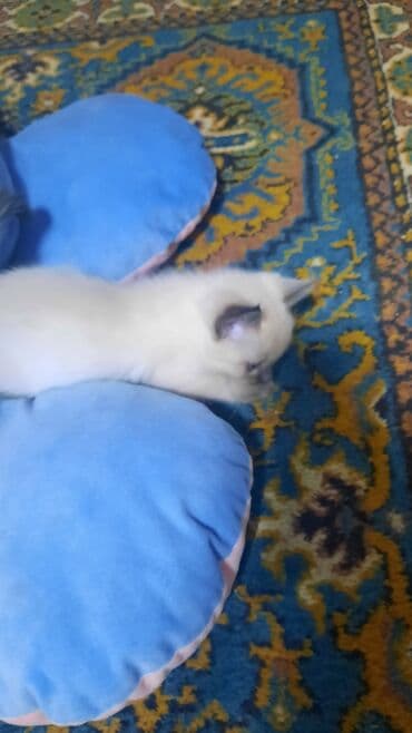 новорожденные котята: Котята домашние, пушистые, разного окраса. - Окрас: бело-кремовый — 6