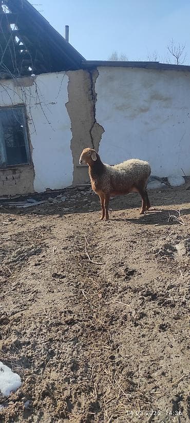 Лошади, кони: Продаю | Овца (самка) | Для разведения | Матка — 3