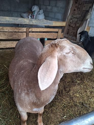 кошка мышык: Сатам | Кочкор (эркек) | Көбөйтүү үчүн | Асыл тукумдуу — 10