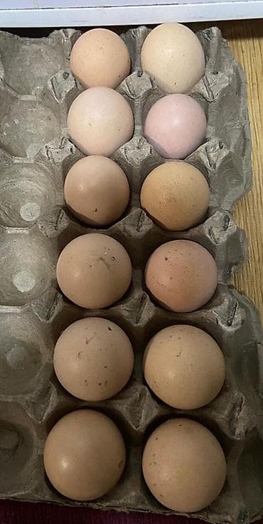 Кондитерские изделия, сладости: Свежие яйца для инкубации, Жиерси ГИГАНТ — 1