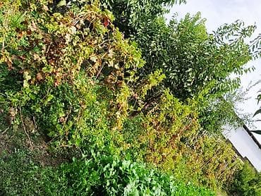 Товары для пикника: Саженцы винограда ( 5 сортов) — 1